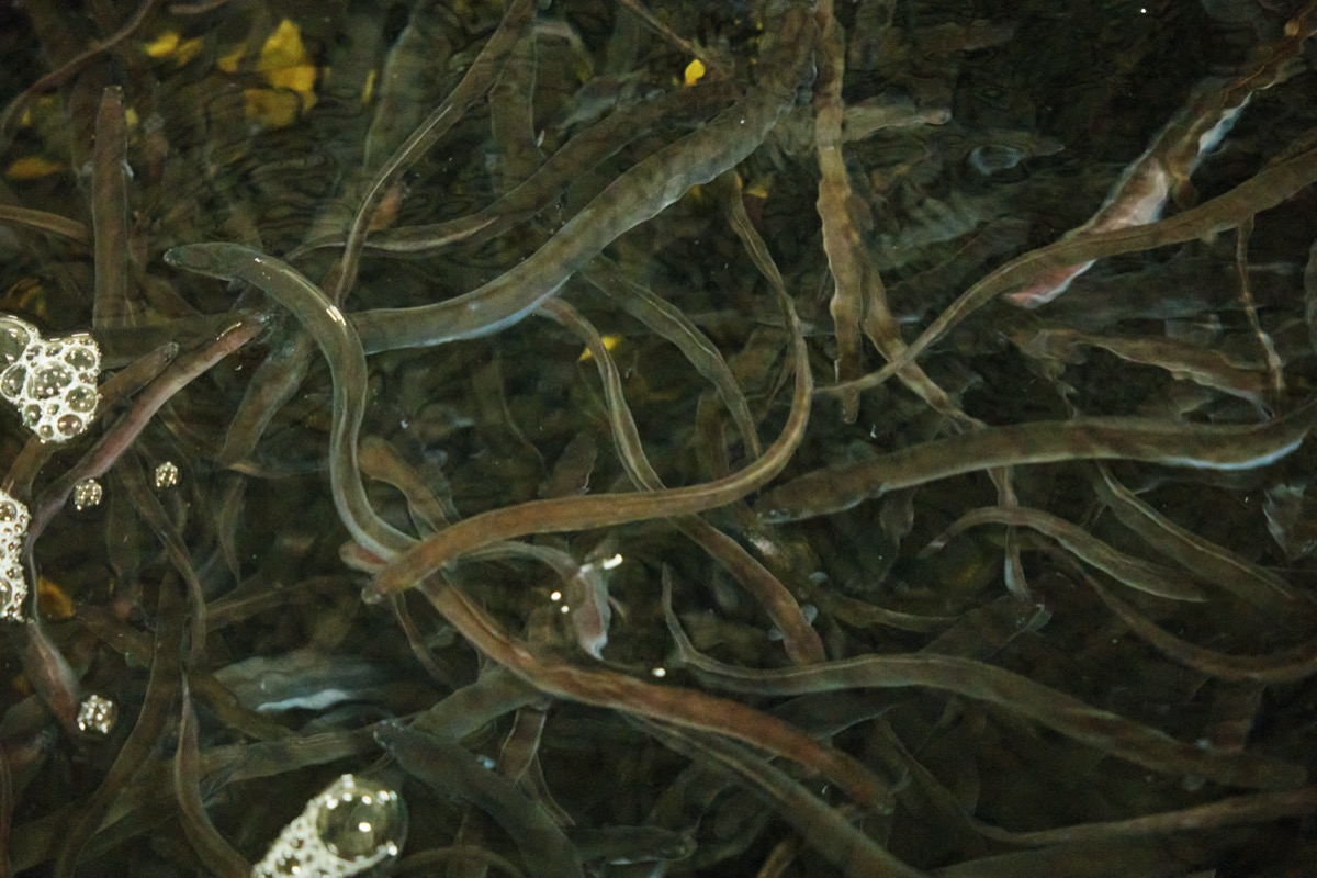 今周刊－工程師與極品鰻魚（2）