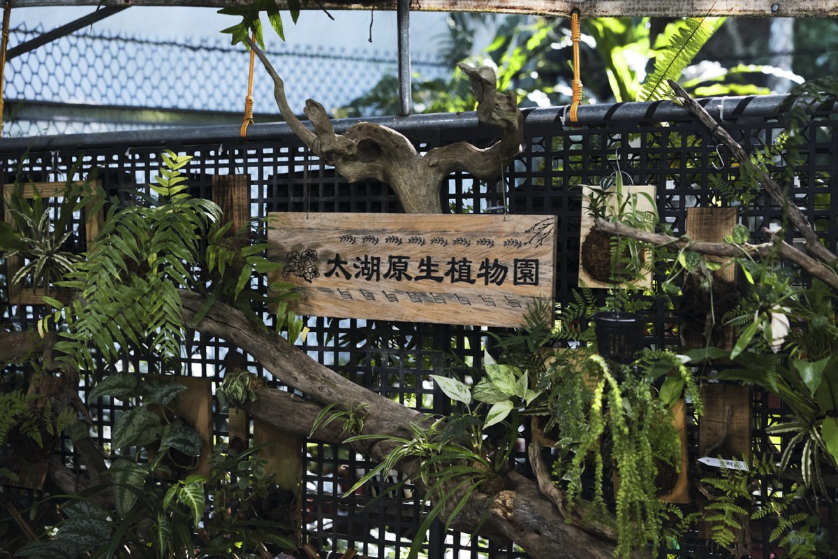 大武搧燒風（2）